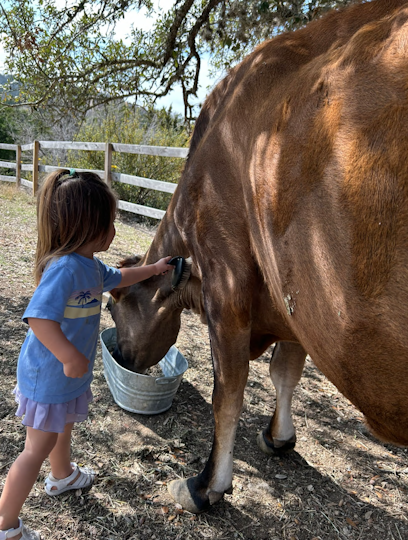 1 Kid and 1 cow