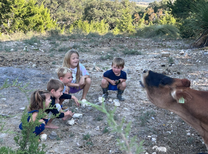 Kids and cows