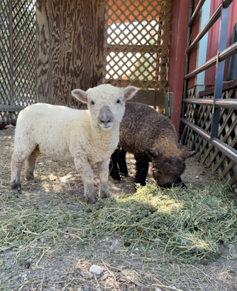 Storytime with the Sheep