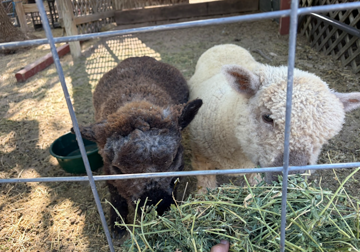 Storytime with the Sheep - Hand Feeding